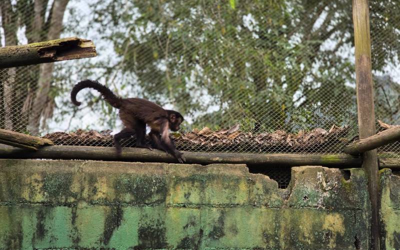 Animais atropelados na BR-040 são reabilitados e devolvidos à natureza