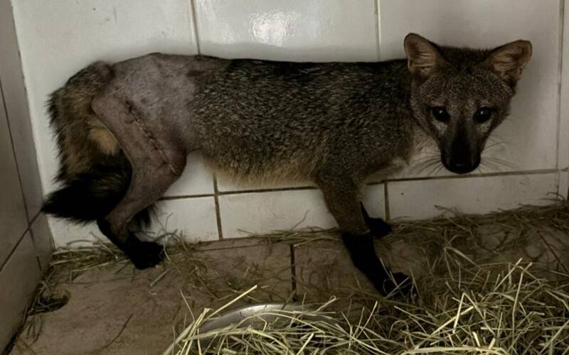 Animais atropelados na BR-040 são reabilitados e devolvidos à natureza