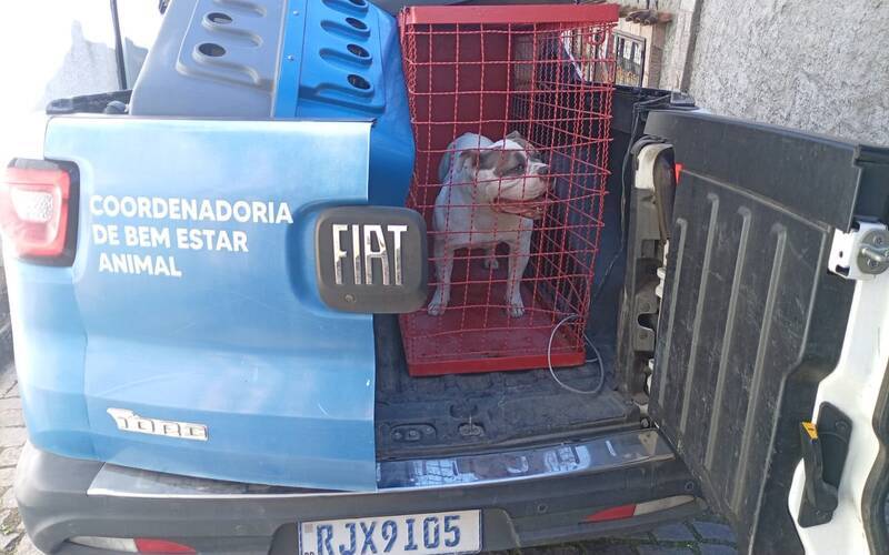 Cão com comportamento agressivo é resgatado após ataques a família na Vila Militar