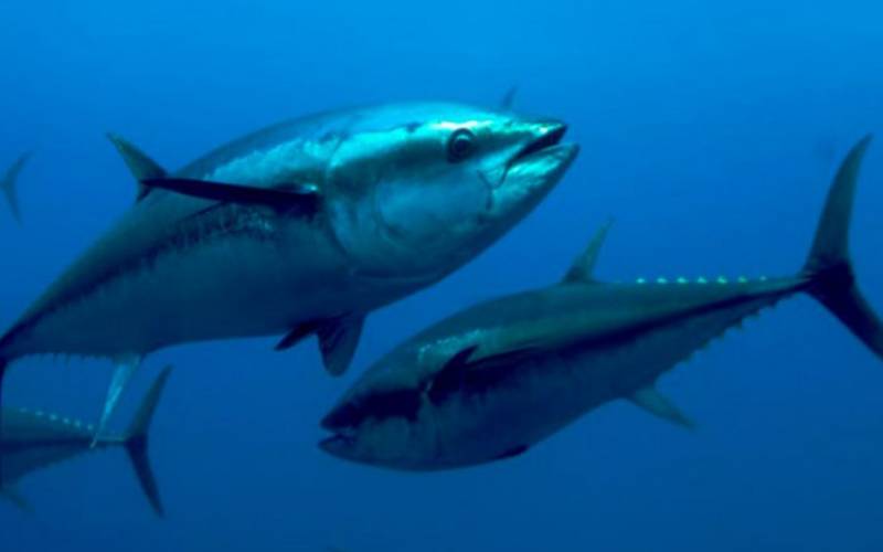 Conheça os pescados brasileiros que escaparam do tarifaço de Trump
