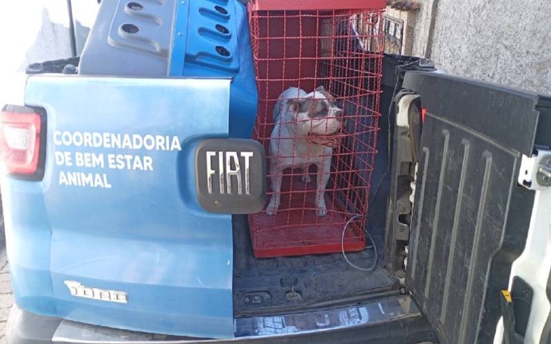 Cão é resgatado após apresentar comportamento agressivo e ameaçar família em Petrópoli