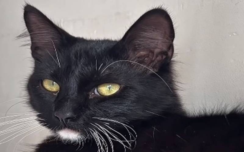 Caso Loki reforça preocupação com maus-tratos a animais no município