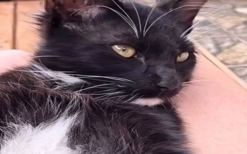 Manifestação pede justiça pela morte do gatinho Loki neste sábado em Petrópolis
