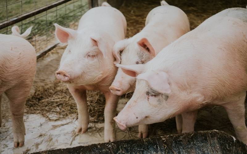China, Paraguai e Palau abrem mercados para produtos brasileiros