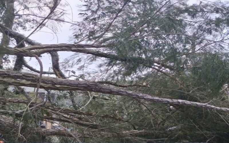 Quedas de árvores impactam operação dos ônibus em Petrópolis