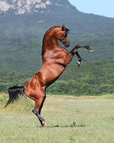 (foto 5 - cavalo)