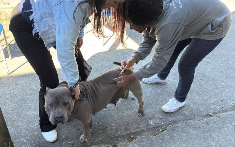 Mais de quatro mil animais são vacinados em campanha contra raiva em Petrópolis
