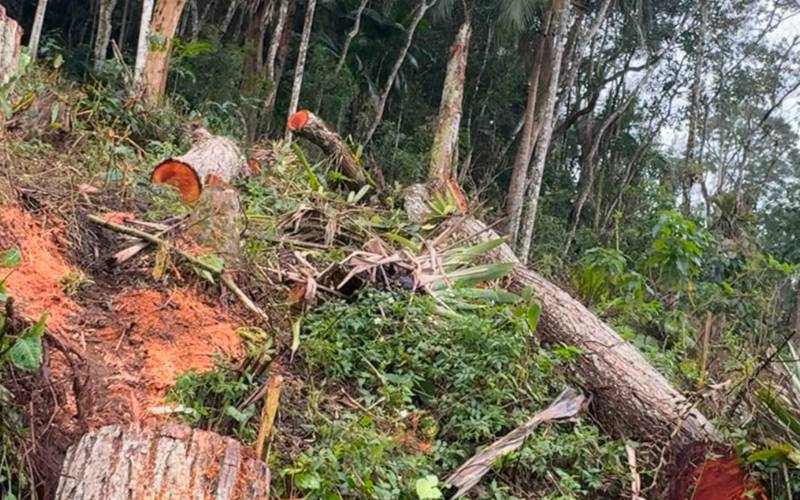 Denúncias ambientais levam polícia a área degradada em Petrópolis