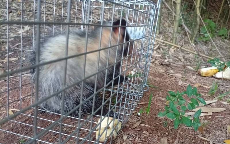Cobea faz soltura de gambá após acionamento de moradora do Caxambu
