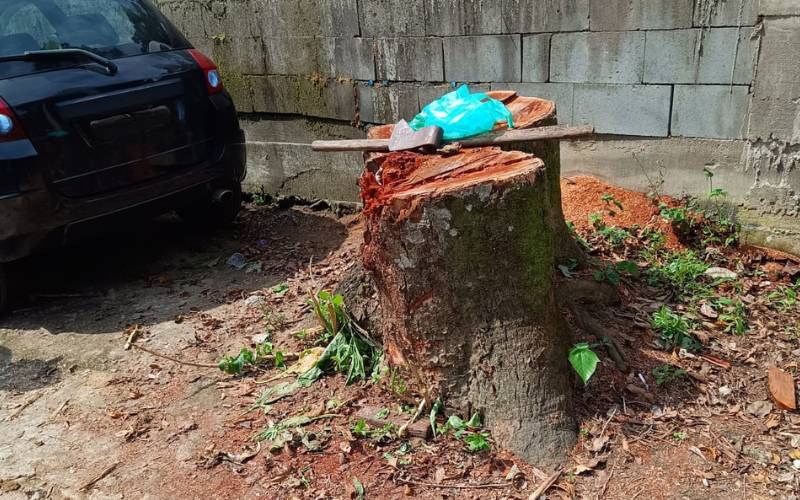 Mulher é conduzida para delegacia após constatação de corte irregular de árvores no Al