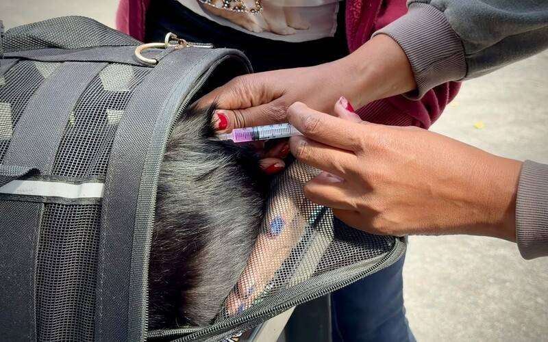 Vacinação antirrábica: mais de 22 mil animais estão imunizados 