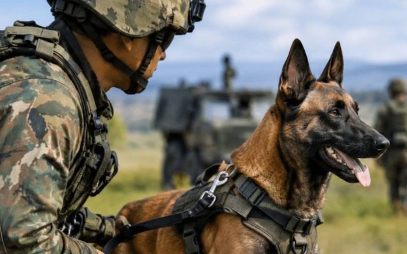 Foto: Cão de guerra