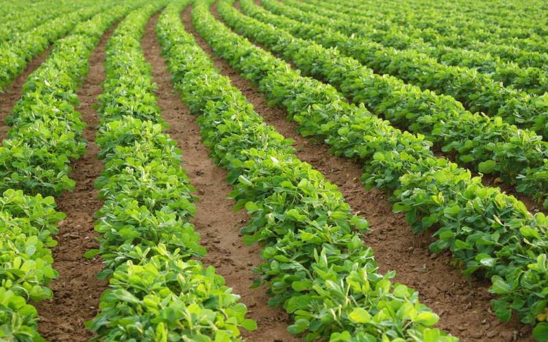 Agricultores de Petrópolis afetados pela chuva de granizo terão acesso a financiamento