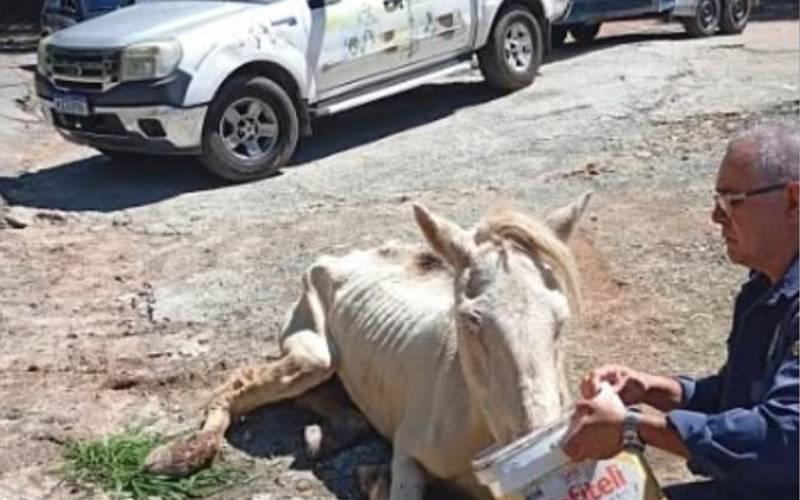 COBEA socorre cavalo abandonado no Carangola