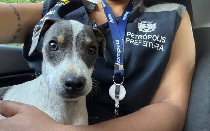 Cobea recolhe cães em situação de risco durante operação na Avenida Ipiranga, no Centr