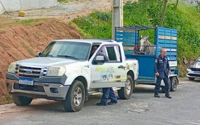 Cobea recolhe cavalo solto em via pública no Caxambu